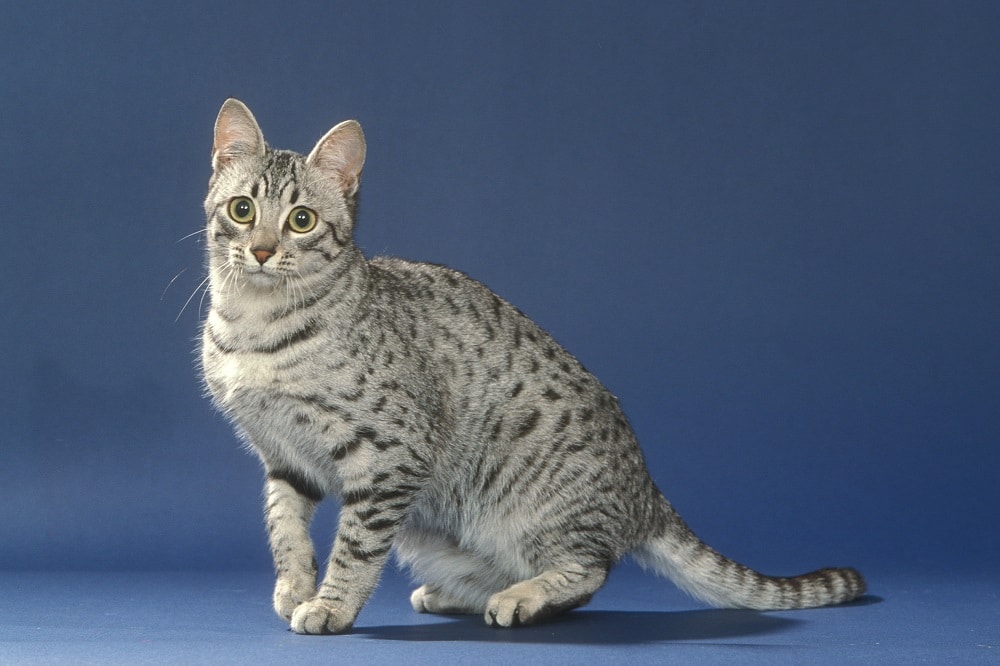 Egyptian Mau: The Ultimate Guide to 