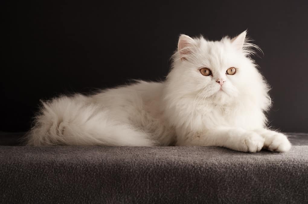 types of persian cats with pictures