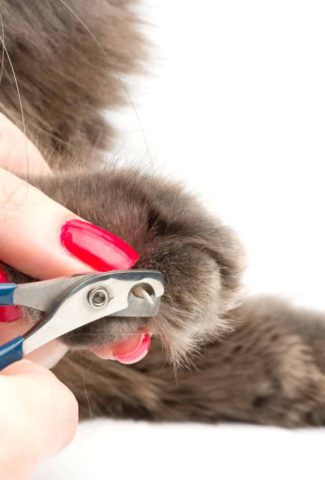 cheap cat nail trimming