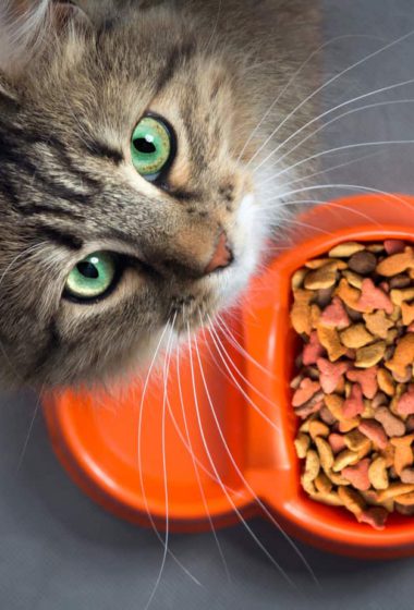 best-cheap-cat-food-complete-guide-with-comparison-kitty-wise