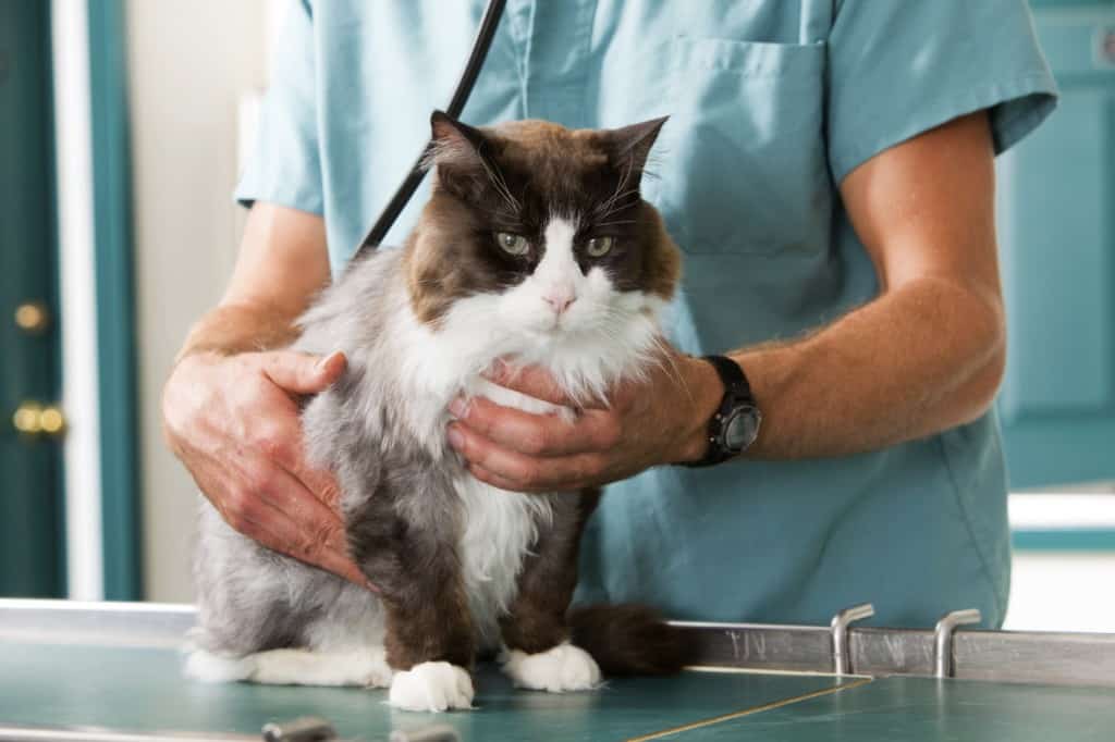 how much does a first vet visit cost cat