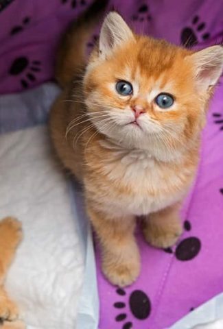 cute brown little kitten