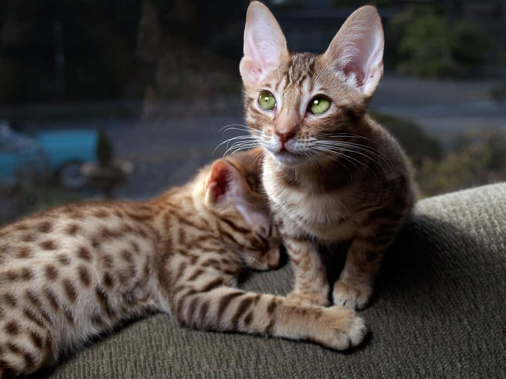 Ocicat: The Ultimate Guide to Their History, Types ...