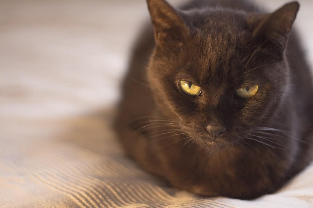Bombay Cat: The Ultimate Guide to Their History, Types ...