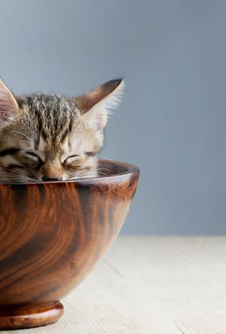 teacup cat