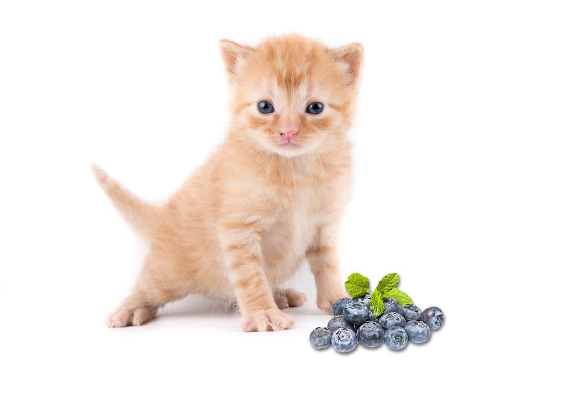 Blueberries safe shop for cats